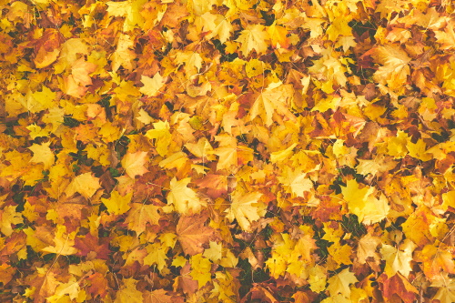 yellow-dry-maple-756903.jpg yellow-dry-maple-756903.jpg