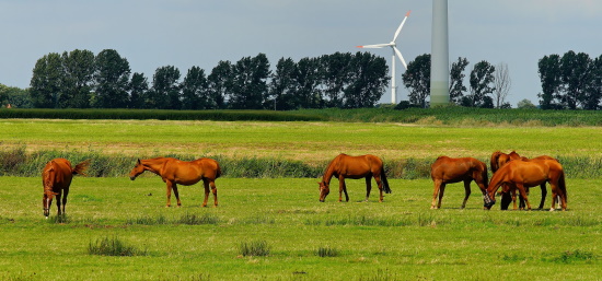 Landbouw weidedieren.jpg Landbouw weidedieren.jpg