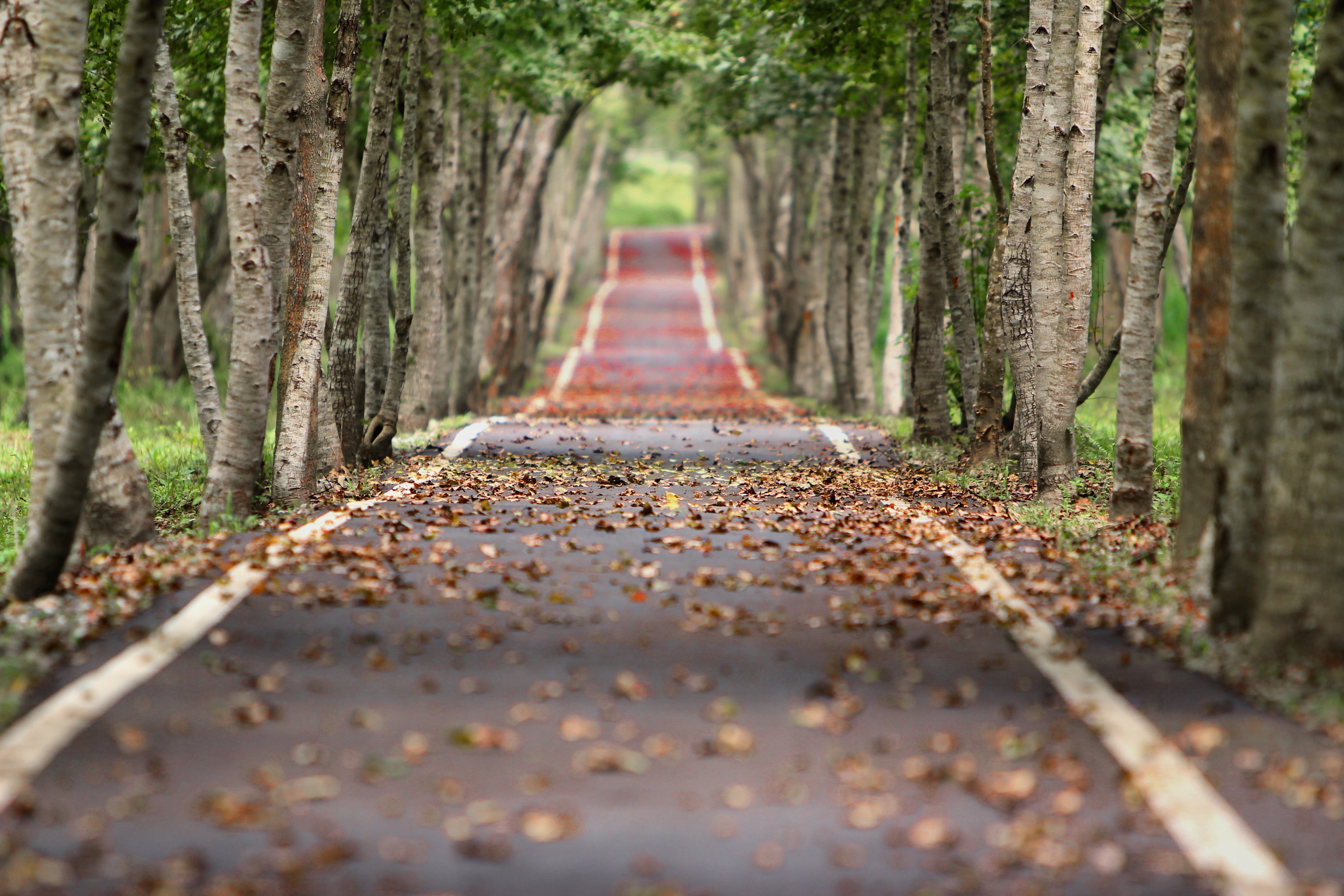 blur-branches-foliage-38537.jpg blur-branches-foliage-38537.jpg