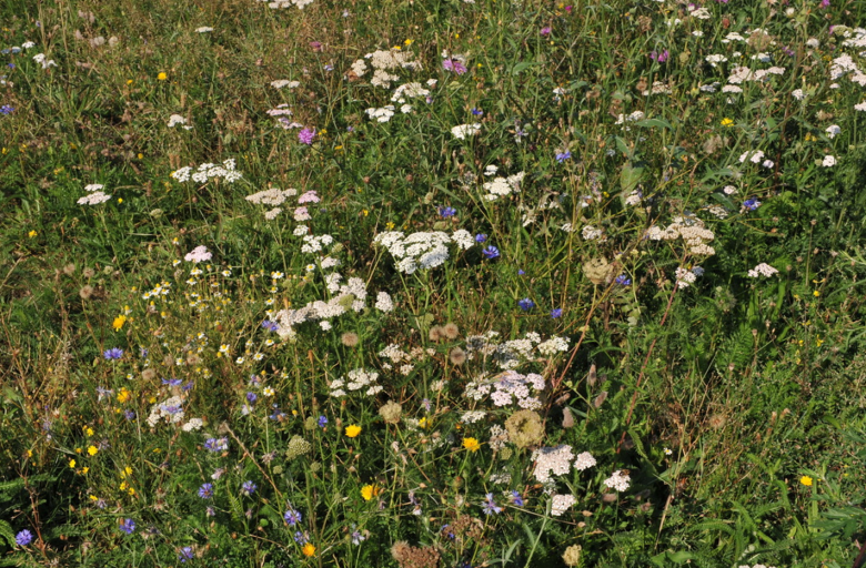 Biodiversiteit - meerjarig